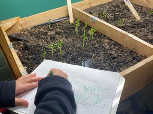 3rd grade plants